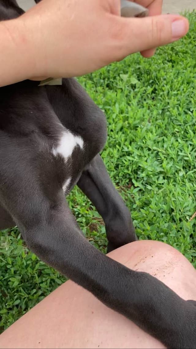 Great Dane Puppies media 5