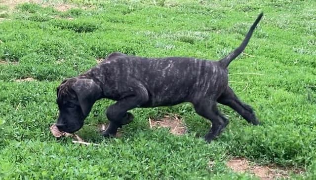 Great Dane Puppies media 6