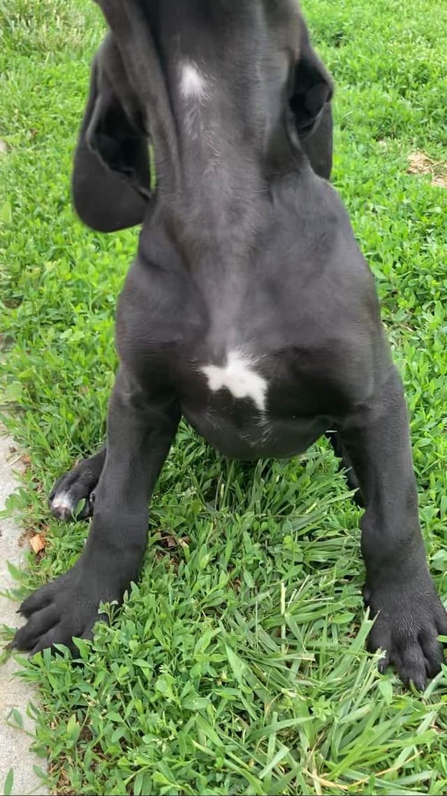 Great Dane Puppies media 8