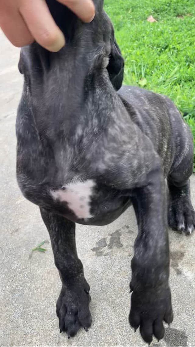 Great Dane Puppies media 9