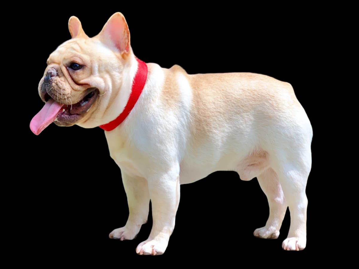 French Bulldog Puppies breeder image 1