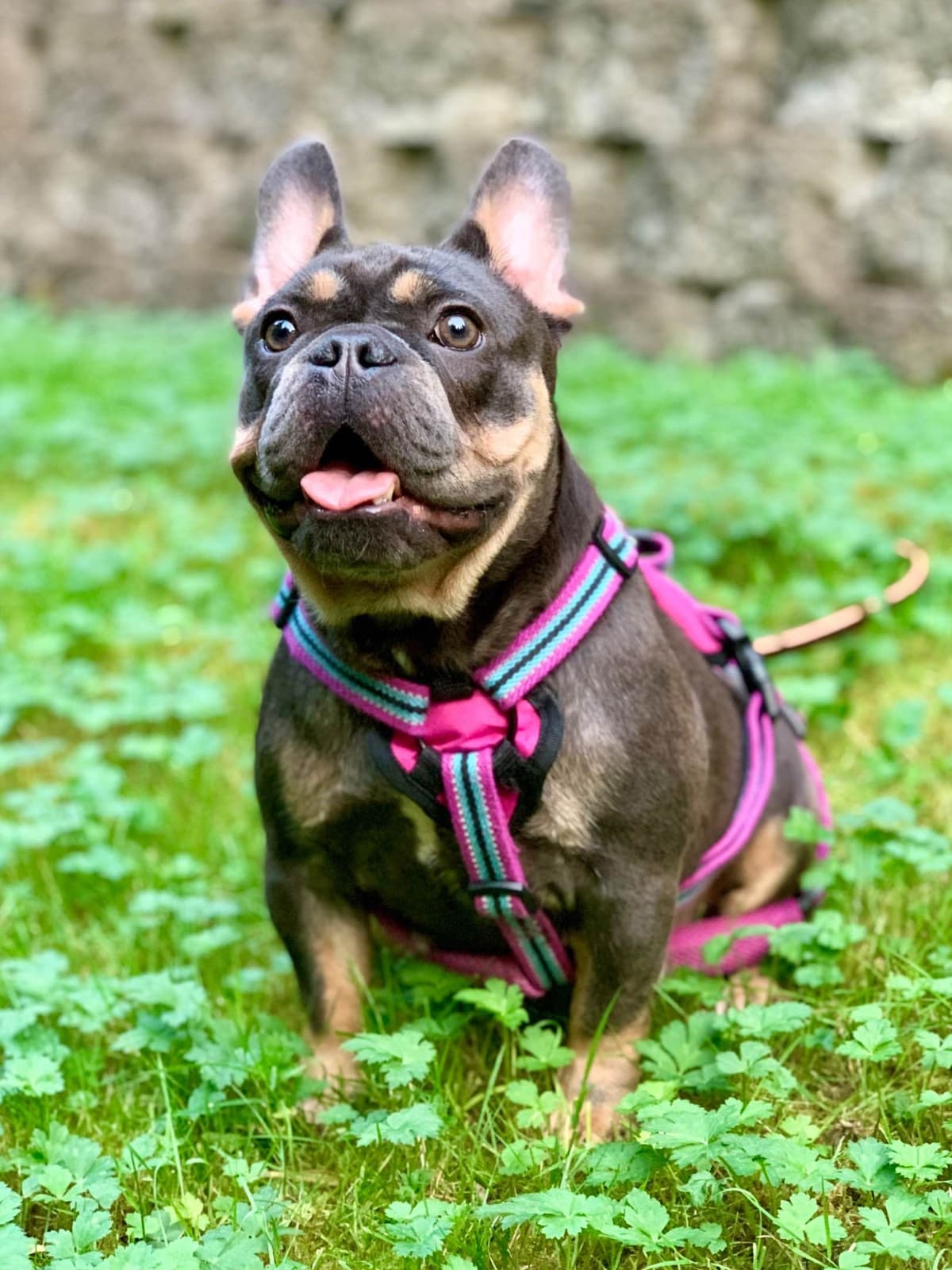 French Bulldog Puppies breeder image 9