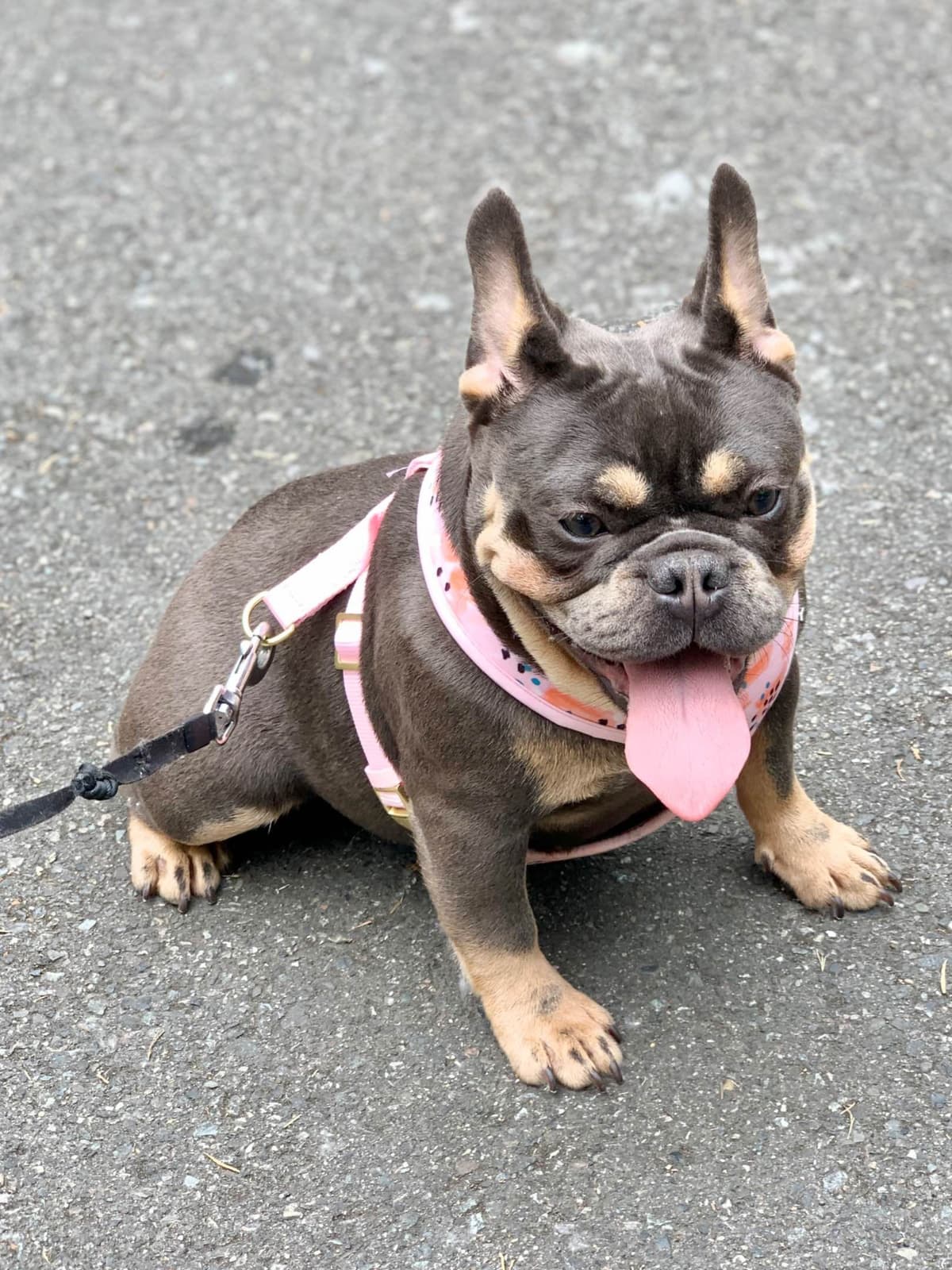 French Bulldog Puppies breeder image 10