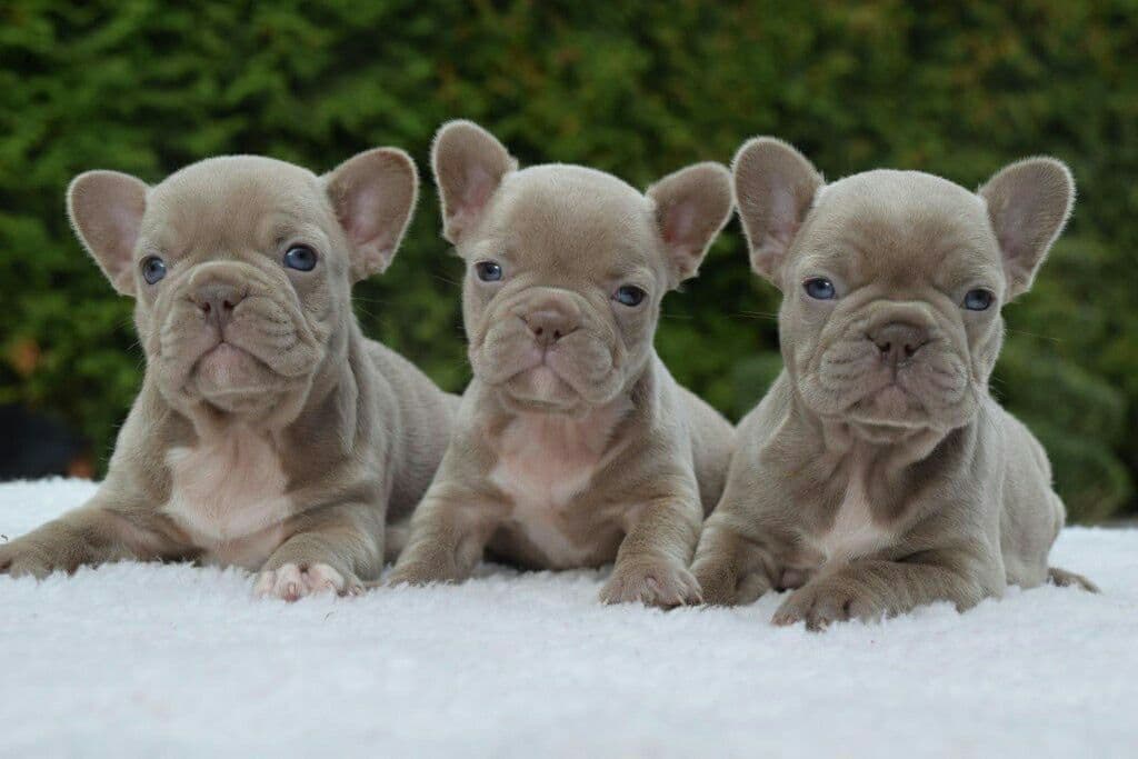 French Bulldog Puppies breeder image 11