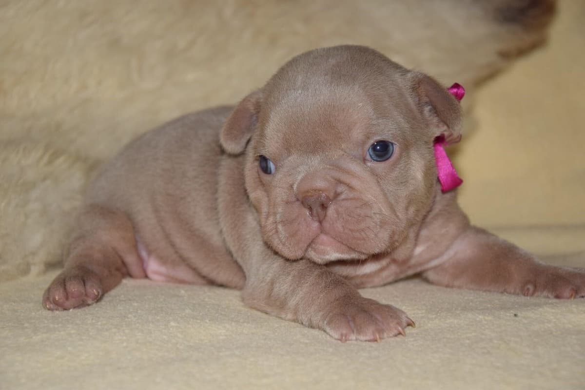 French Bulldog Puppies breeder image 12