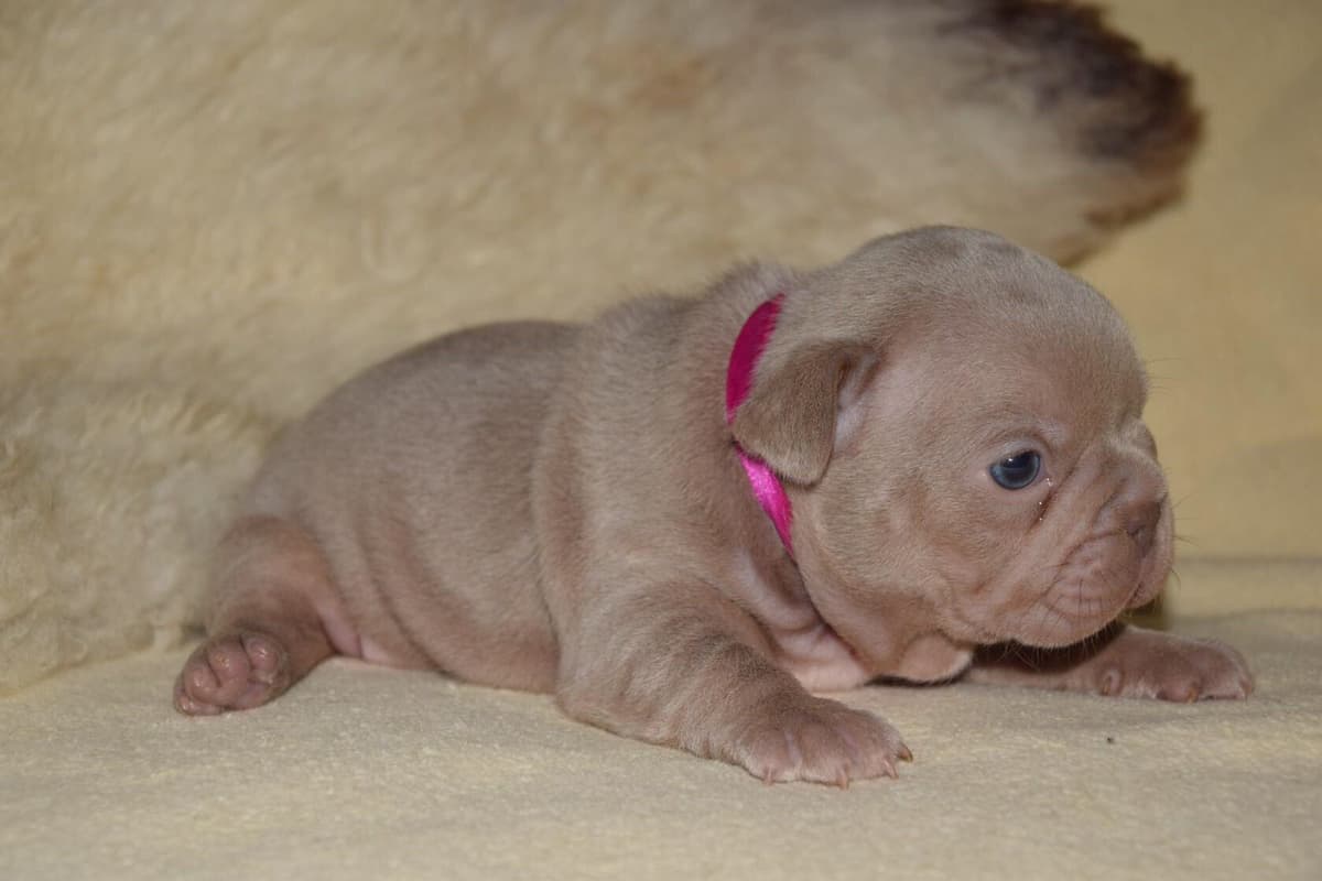 French Bulldog Puppies breeder image 13