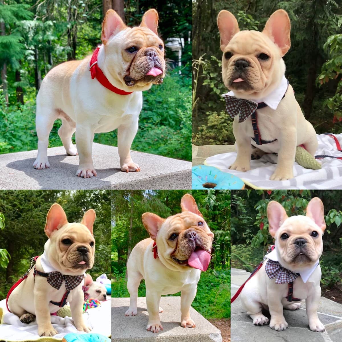 French Bulldog Puppies breeder image 17