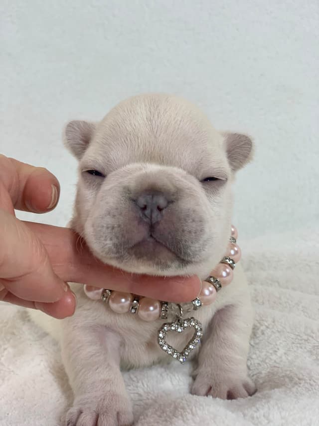 French Bulldog Puppies media 2