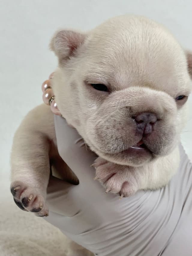 French Bulldog Puppies media 3