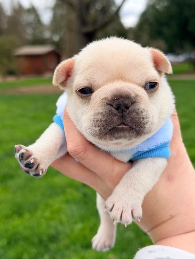 French Bulldog Puppies media 4