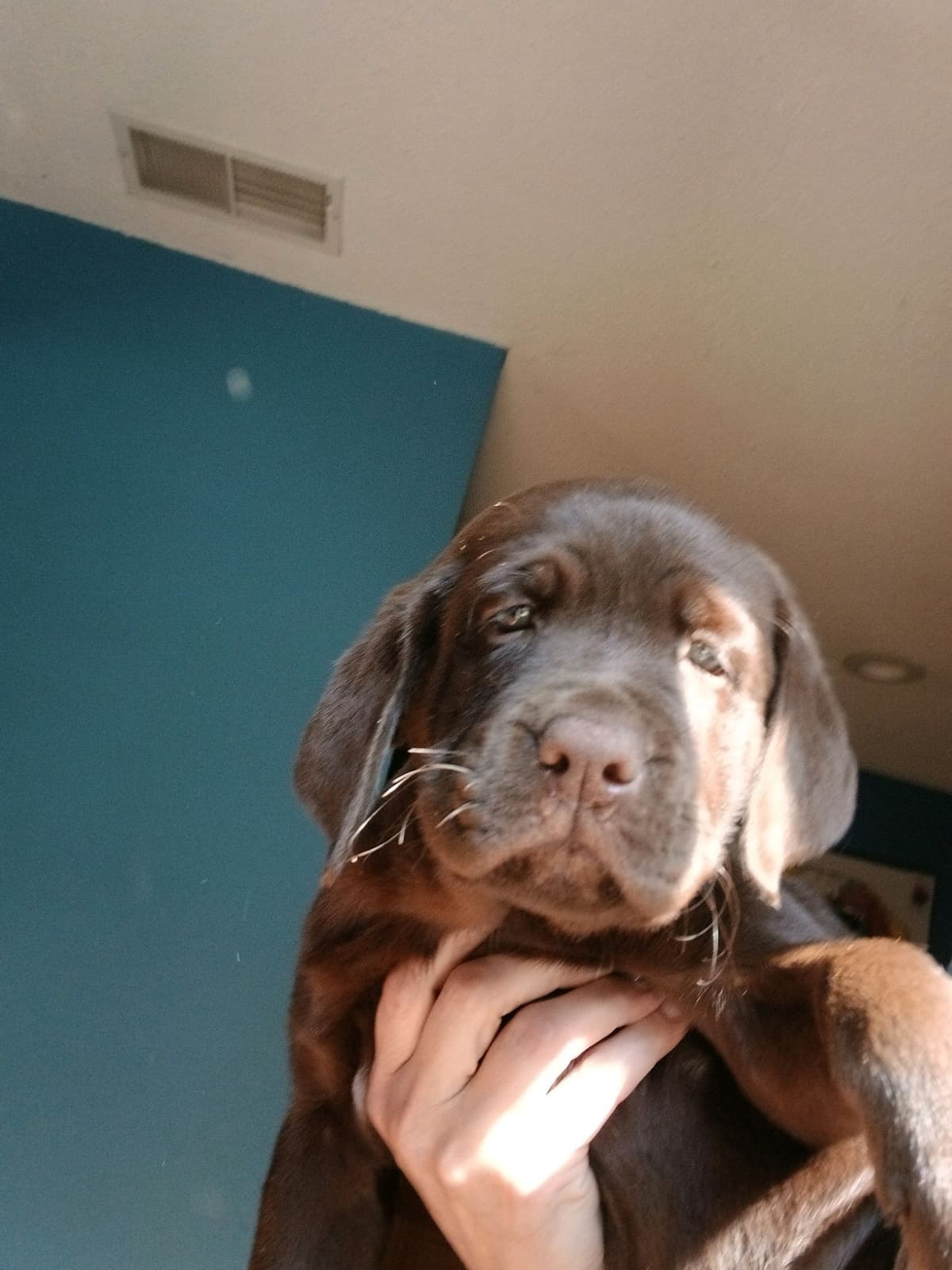 Labrador Retriever Puppies breeder image 1
