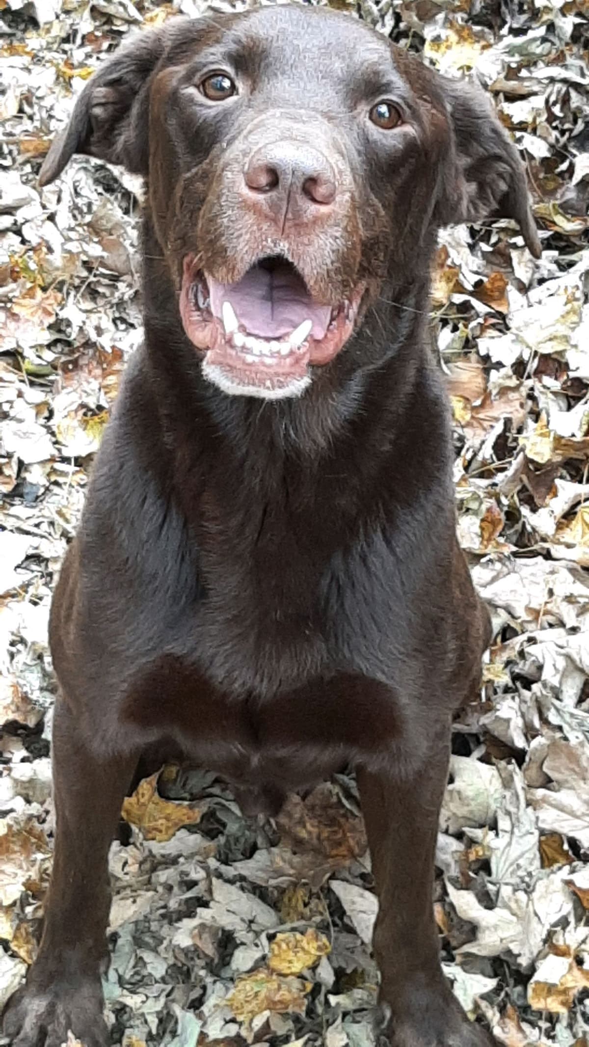 Labrador Retriever Puppies breeder image 4