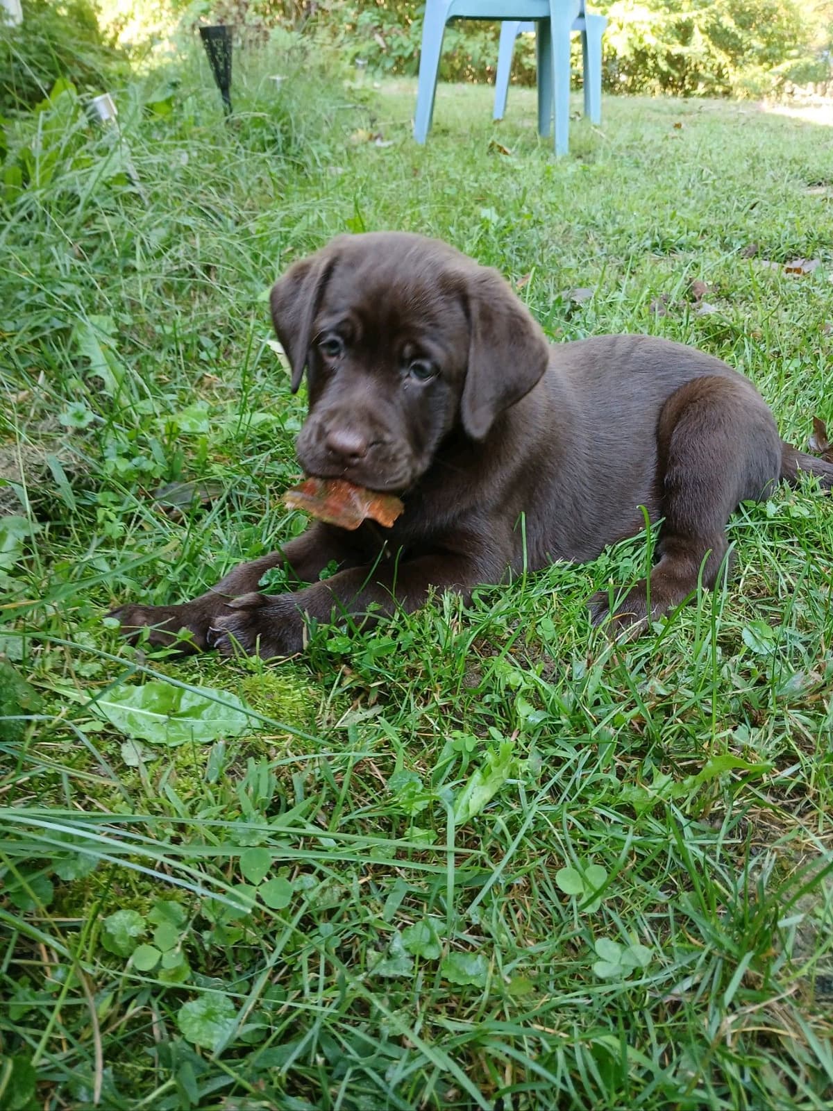 Labrador Retriever Puppies breeder image 6