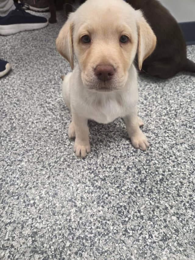 Labrador Retriever Puppies media 2