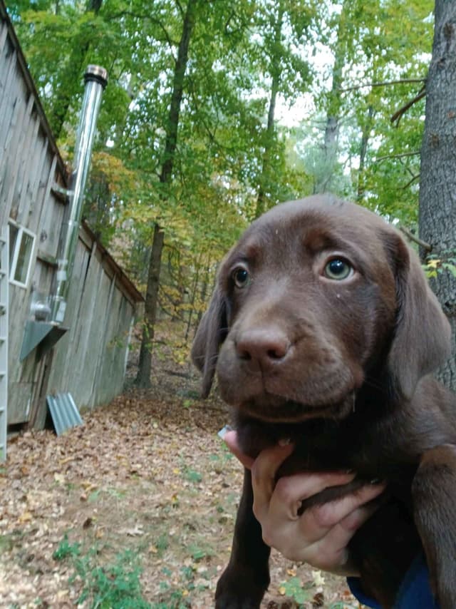 Labrador Retriever Puppies media 3