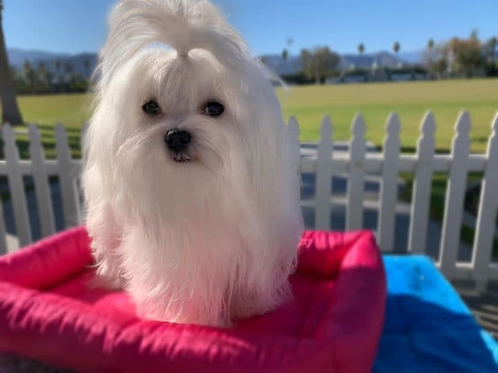 Maltese Puppies breeder image 5