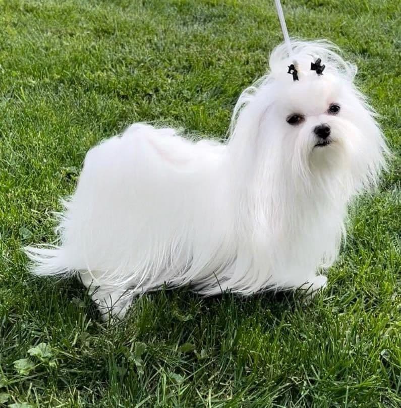 Maltese Puppies breeder image 3
