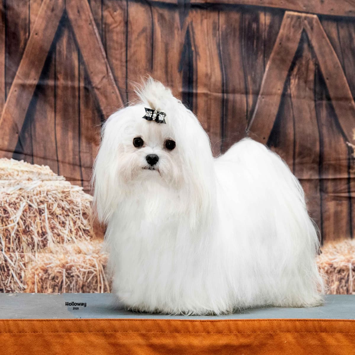 Maltese Puppies breeder image 7