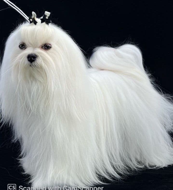 Maltese Puppies breeder image 4