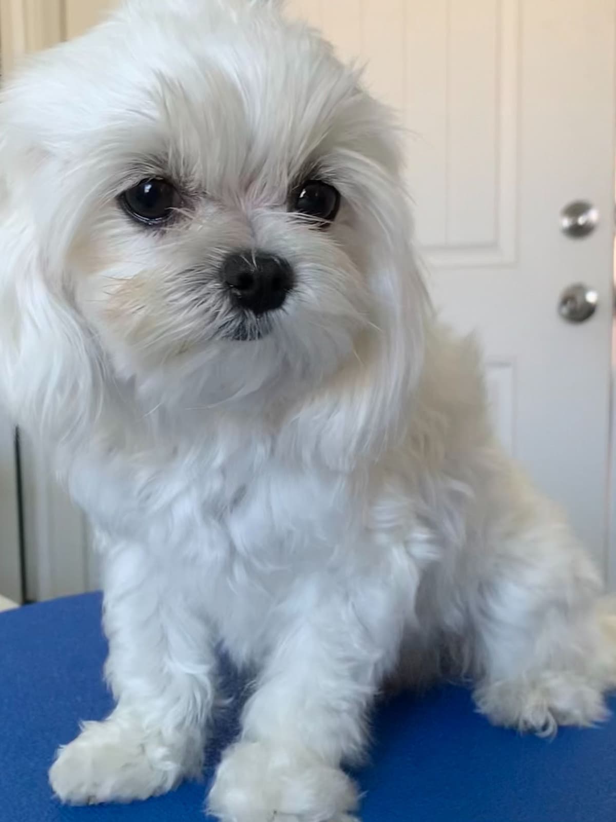 Maltese Puppies breeder image 8