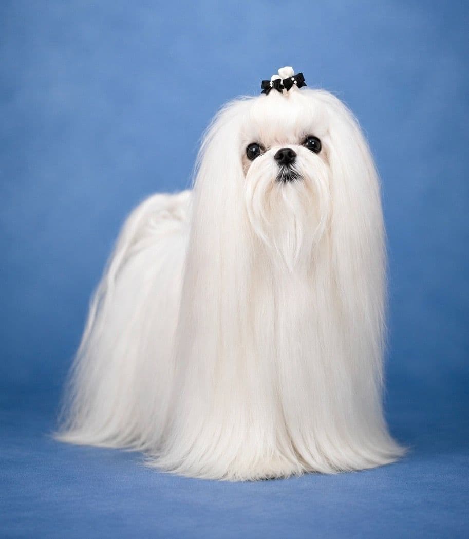 Maltese Puppies breeder image 1