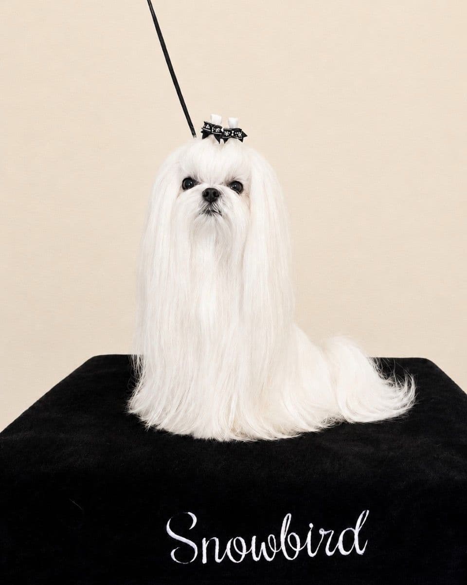 Maltese Puppies breeder image 9
