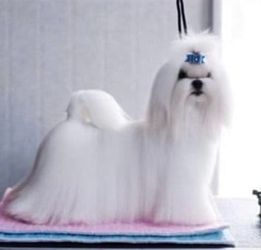 Maltese Puppies media 2