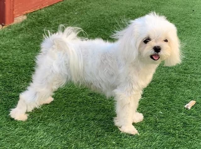 Maltese Puppies media 3