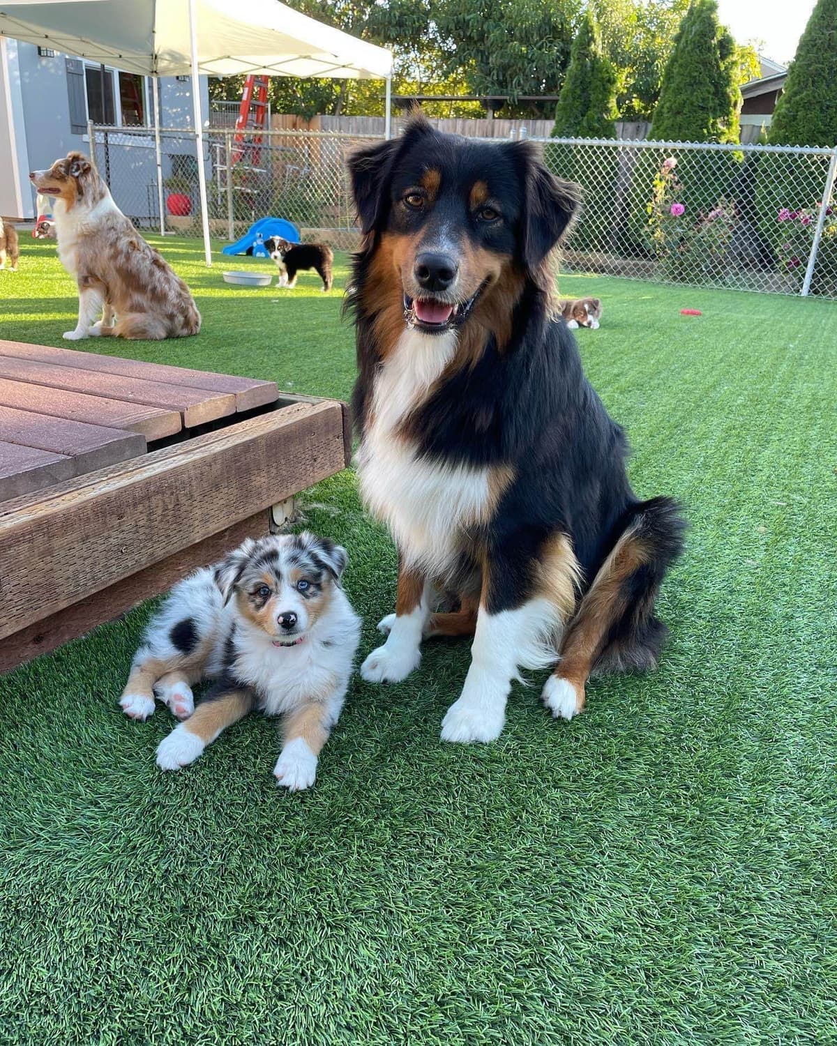 AKC ASCA Australian Shepherd Puppies breeder image 3