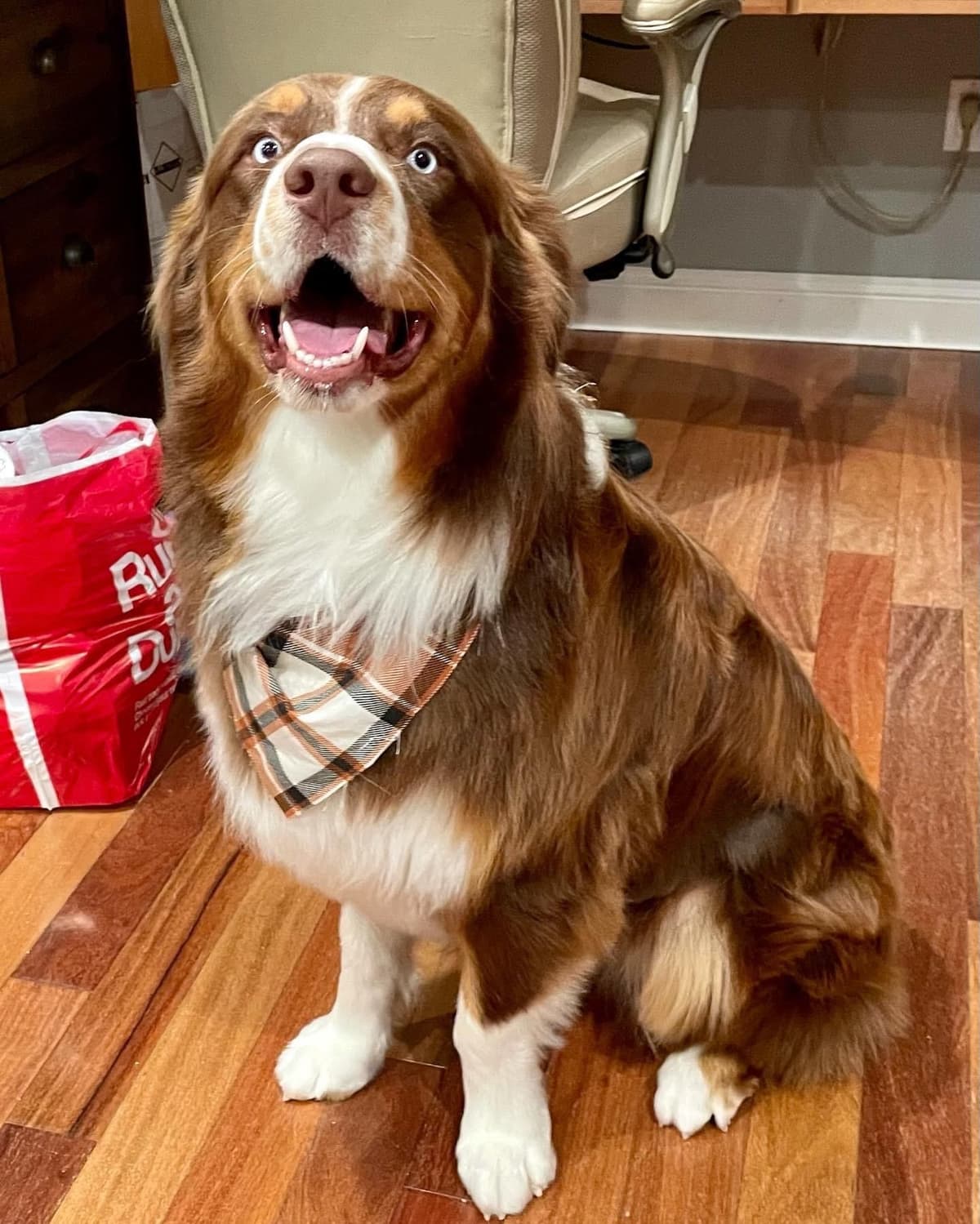 AKC ASCA Australian Shepherd Puppies breeder image 4
