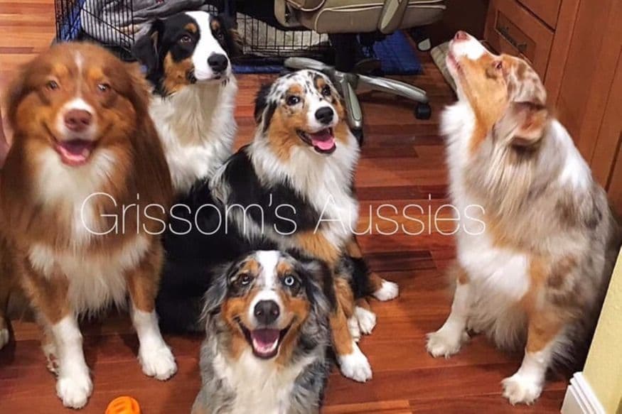 AKC ASCA Australian Shepherd Puppies breeder image 8