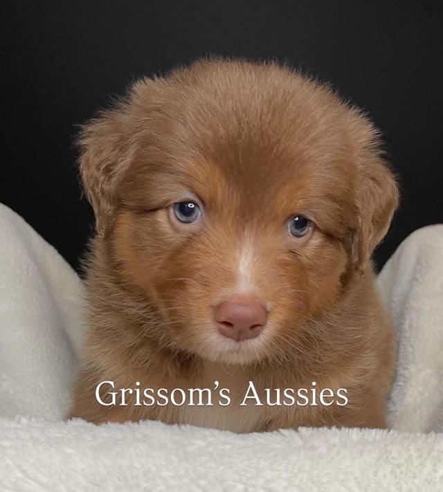AKC ASCA Australian Shepherd Puppies media 2