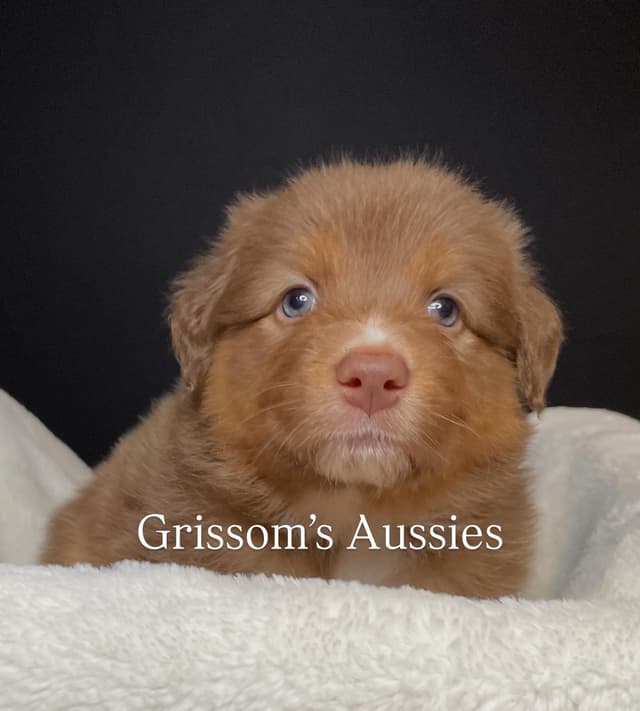 AKC ASCA Australian Shepherd Puppies media 3