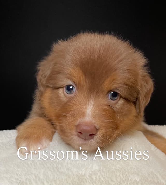 AKC ASCA Australian Shepherd Puppies media 4