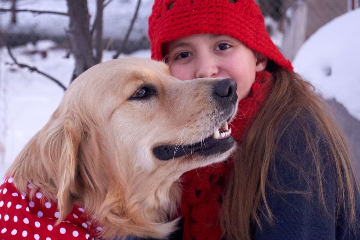 Golden Retriever Puppies breeder image 1