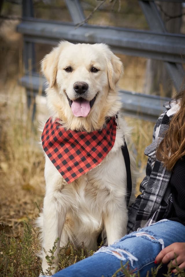 Golden Retriever Puppies media 2