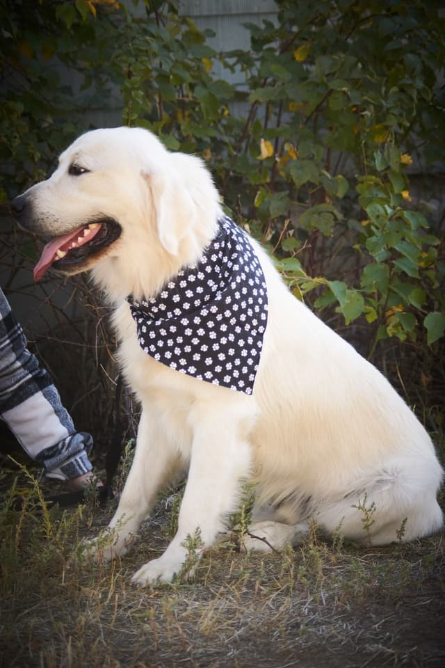 Golden Retriever Puppies media 3