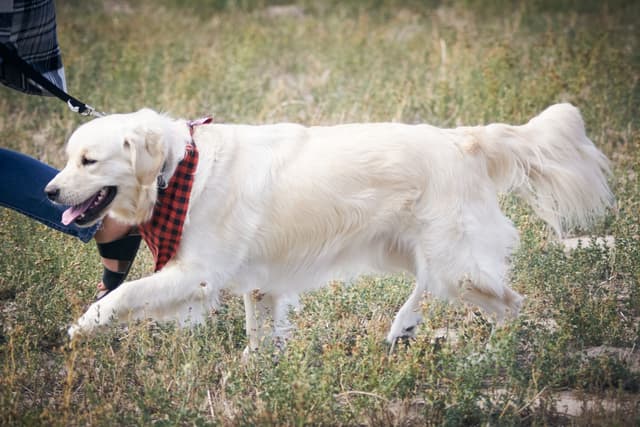 Golden Retriever Puppies media 4