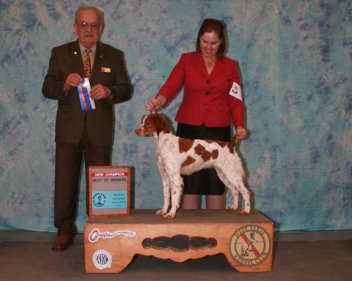 Brittany Puppies breeder image 6