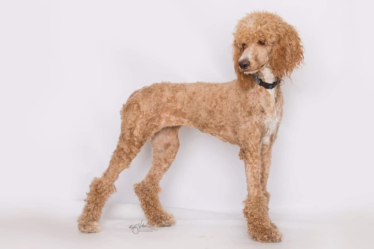 AKC Standard Poodle Solid & Parti Pups breeder image 1