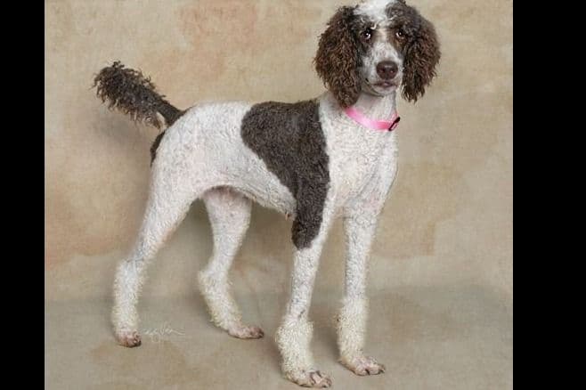 AKC Standard Poodle Solid & Parti Pups breeder image 2