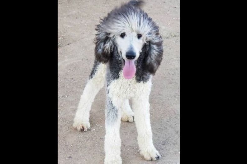 AKC Standard Poodle Solid & Parti Pups breeder image 3