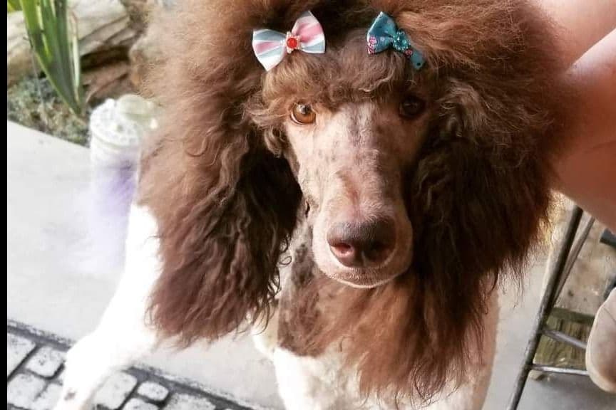AKC Standard Poodle Solid & Parti Pups breeder image 4
