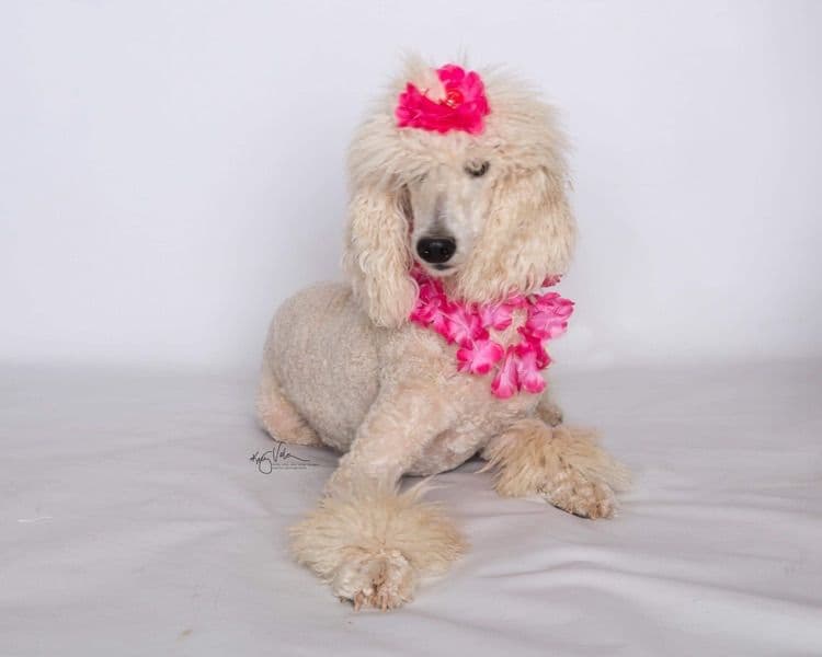 AKC Standard Poodle Solid & Parti Pups breeder image 5