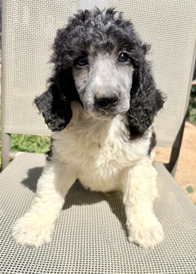 Standard Poodle Pups - Parti media 2
