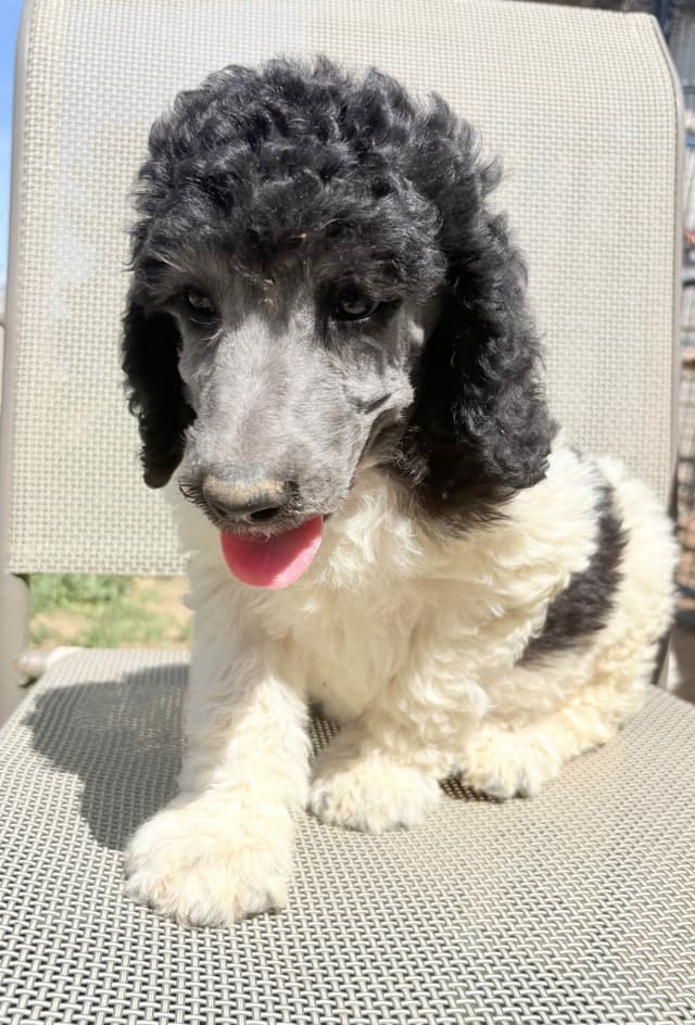 Standard Poodle Pups - Parti media 3