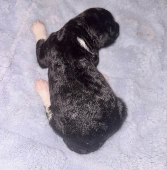 AKC Standard Poodle Solid & Parti Pups media 2
