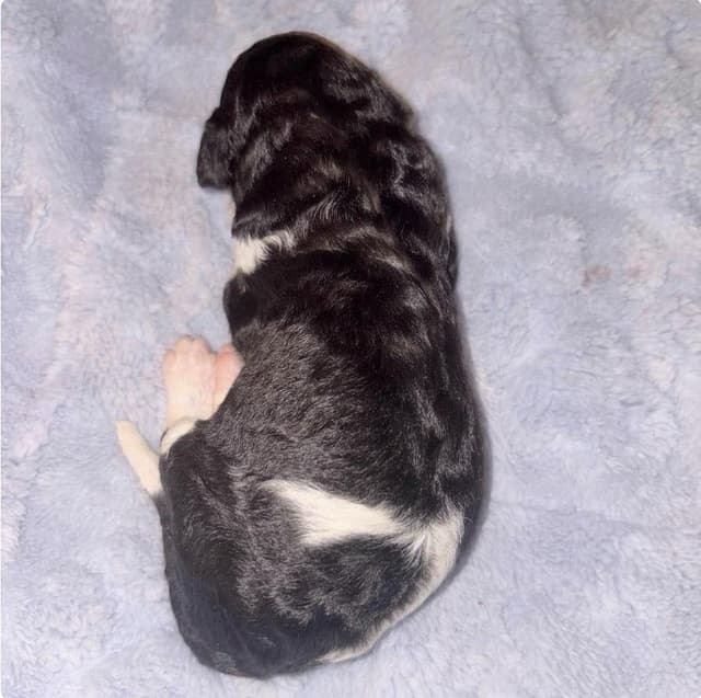 AKC Standard Poodle Solid & Parti Pups media 6