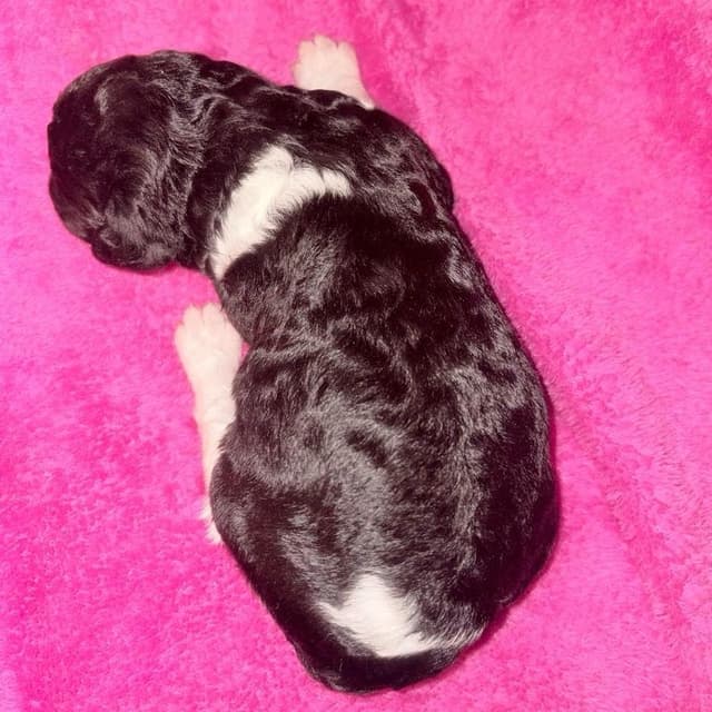 AKC Standard Poodle Solid & Parti Pups media 4
