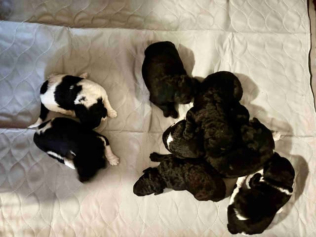 AKC Standard Poodle Solid & Parti Pups media 5